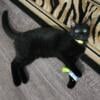 Black Melanistic bengal male available