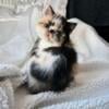 Exotic shorthair Persian kitten available