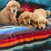 Golden Retriever Puppies for Sale