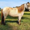 Registered Mini mare