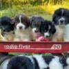 Newfoundland & Newfypoo Puppies Family-Raised