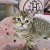 RARE COLORS DOMINANT BLUE EYED British Shorthair kittens 