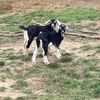 Mini Nubian bucklings