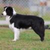 AKC/UKC Border Collie Stud