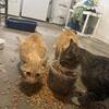 💛 Sweet Cats in Need of a New Home – Their Owner Can No Longer Care for Them 💛