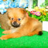 Chicago TINY TINY Toy Pomeranian  Babies Super Sweet