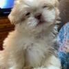 Shih Tzu puppy available