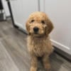 F2 Goldendoodle -14 Week Old - Male