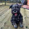 Miniature Schnauzer