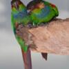 Blue-throated Conure, single or pairs WANTED 