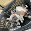 AKC French Bulldog puppies