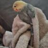 Breeder pair love birds  DISCOUNTED if take all incl cage