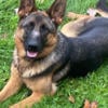 German shep adult female