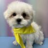 Maltese Puppies For Sale