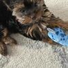 Tee Cup Yorki