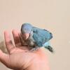 Quakers different colors 