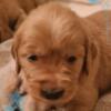 AKC Golden Retriever puppies