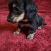 Dachshund pup