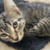 3 month old old male kitten