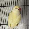 Ringneck