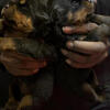 Akc Rottweiler’s
