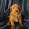 Goldendoodle puppies