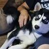 Gerberian Shepsky Pups On The Way