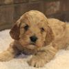 Molly is a female Cockapoo born on February 22nd 2025, and ready for a home on or after April 19th 2025.
