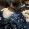 Beautiful shih tzu male 10 weeks old