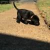 Labrador Retriever Litter of 6 - 2 Black Males Still Available