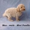 Miniature Poodle puppies