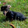 Dark Chocolate Brindle Miniature Dachshund Pup