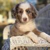 Mini Aussie Doodles