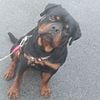 Serbian Rottweiler up for Stud