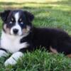 AKC Australian Shepherd puppy 