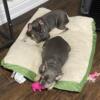 French bulldog puppies