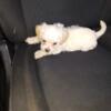 Female Maltipoo looking to be rehomed