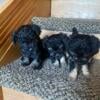 TOY POODLE males and females available