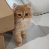 Red/Orange Persian Male Kitten