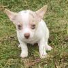 MALE CHIHUAHUA 