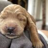 Goldendoodles- family raised, beautiful markings and demeanors- Coming this SPRING!