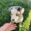 Beautiful Aussie puppies for sale 