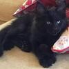 Maine Coon kittens