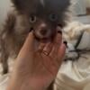 Toy pomeranian puppy 