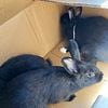 Bunnies free to a good home