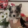 Park Yorkie