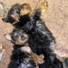 Yorkies