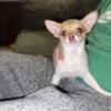 Tiny Male Chihuahua