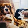 AKC registered cavalier king charles upcoming litter