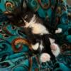 Maine Coon black and white tuxedo kitten for sale from champion blood lines